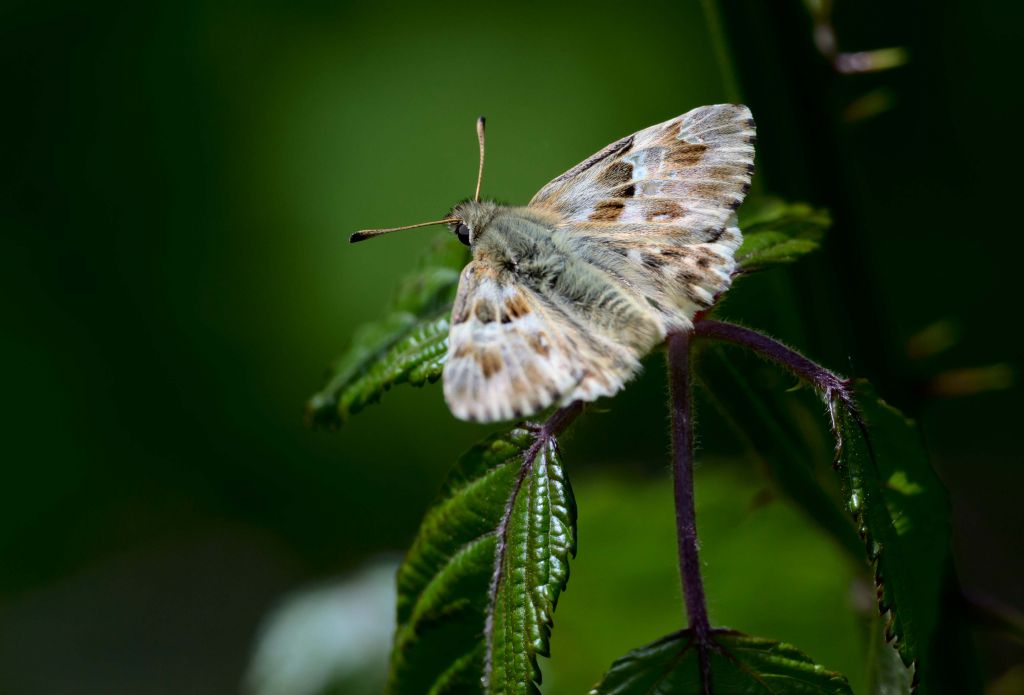 Carcharodus lavatherae